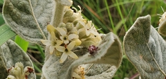 Omophoita magniguttis