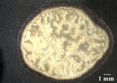 Pachyphlodes