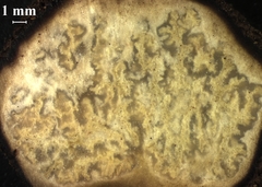 Pachyphlodes