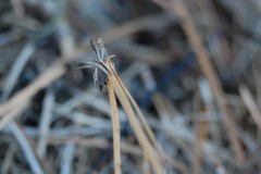 Pisaurina dubia