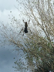 Trichonephila clavipes image