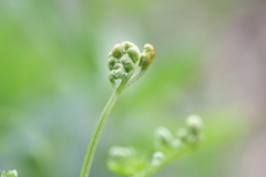 Pteridium latiusculum japonicum
