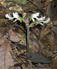 Anoectochilus monicae