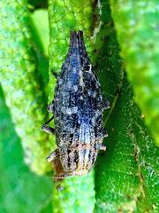 Dicerca pugionata