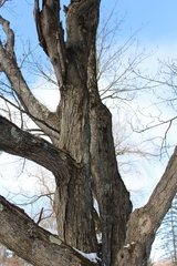 Acer rubrum