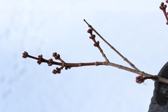 Acer rubrum