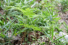 Pteridium latiusculum japonicum