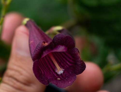 Jacaranda ulei (Jacaranda ulei)