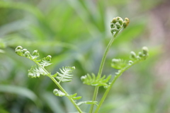 Pteridium latiusculum japonicum
