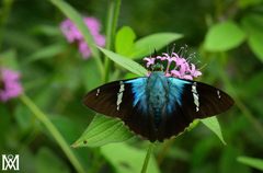 Astraptes fulgerator azul