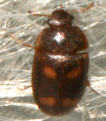 Litargus tetraspilotus