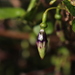 Fuchsia × colensoi - Photo (c) Joe Potter Butler, μερικά δικαιώματα διατηρούνται (CC BY), uploaded by Joe Potter Butler
