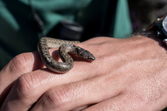 Macroprotodon brevis