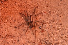 Lycosidae