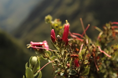 Bejaria