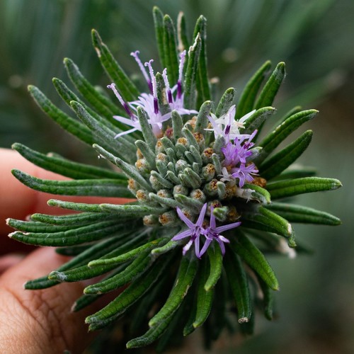 Lychnophora ericoides