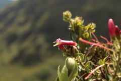 Bejaria