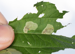 Calycomyza ambrosiae