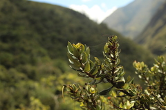 Bejaria