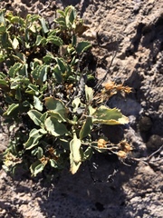 Penstemon petiolatus
