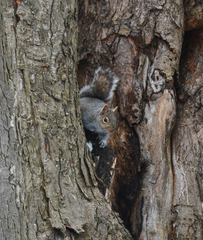 Sciurus carolinensis