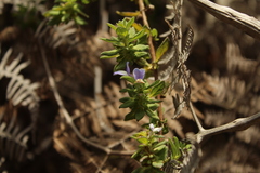 Achetaria bicolor