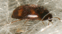 Litargus tetraspilotus