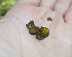 Pachyphlodes