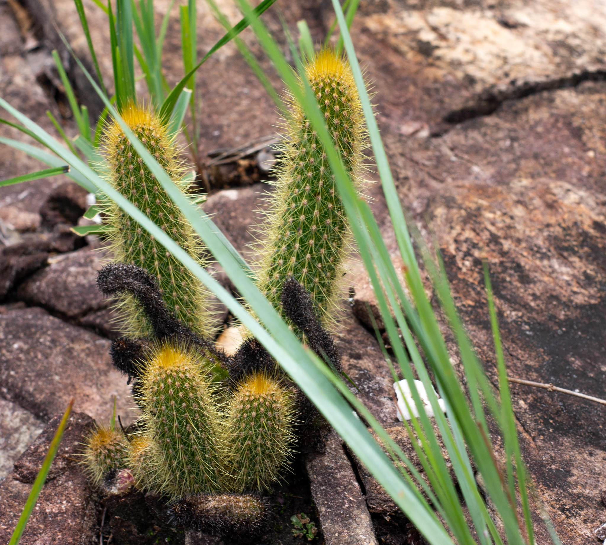 Arthrocereus melanurus (K.Schum.) Diers, P.J.Braun & Esteves 2