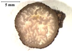 Pachyphlodes