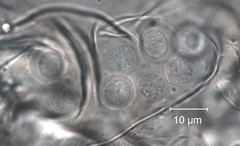 Pachyphlodes