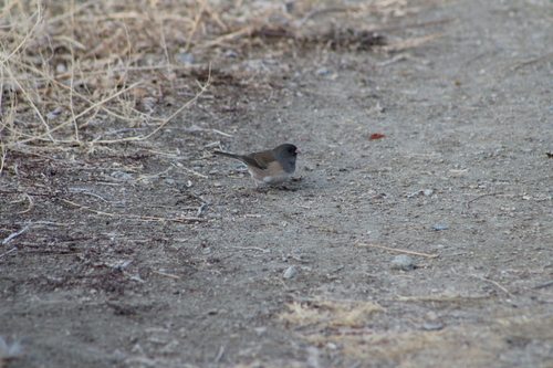 Dark-eyed Junco photographed in Utah