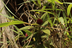 Palicourea erythrocephala