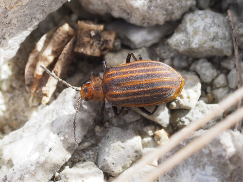 Skeletonizing leaf beetle photo 5