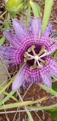Passiflora cincinnata