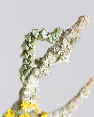 Cleorodes lichenaria