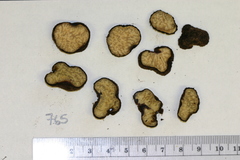 Pachyphlodes