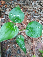 Alocasia cucullata