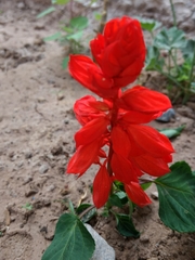 Salvia splendens