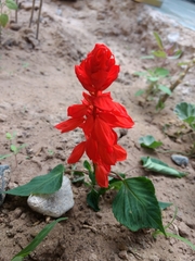 Salvia splendens