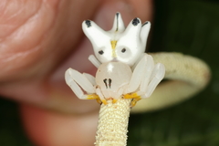 Epicadus heterogaster