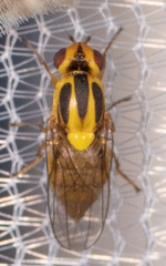 Chlorops