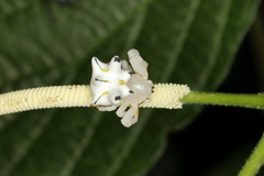 Epicadus heterogaster