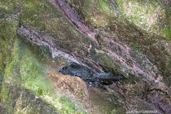 Cypseloides fumigatus