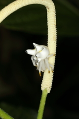 Epicadus heterogaster