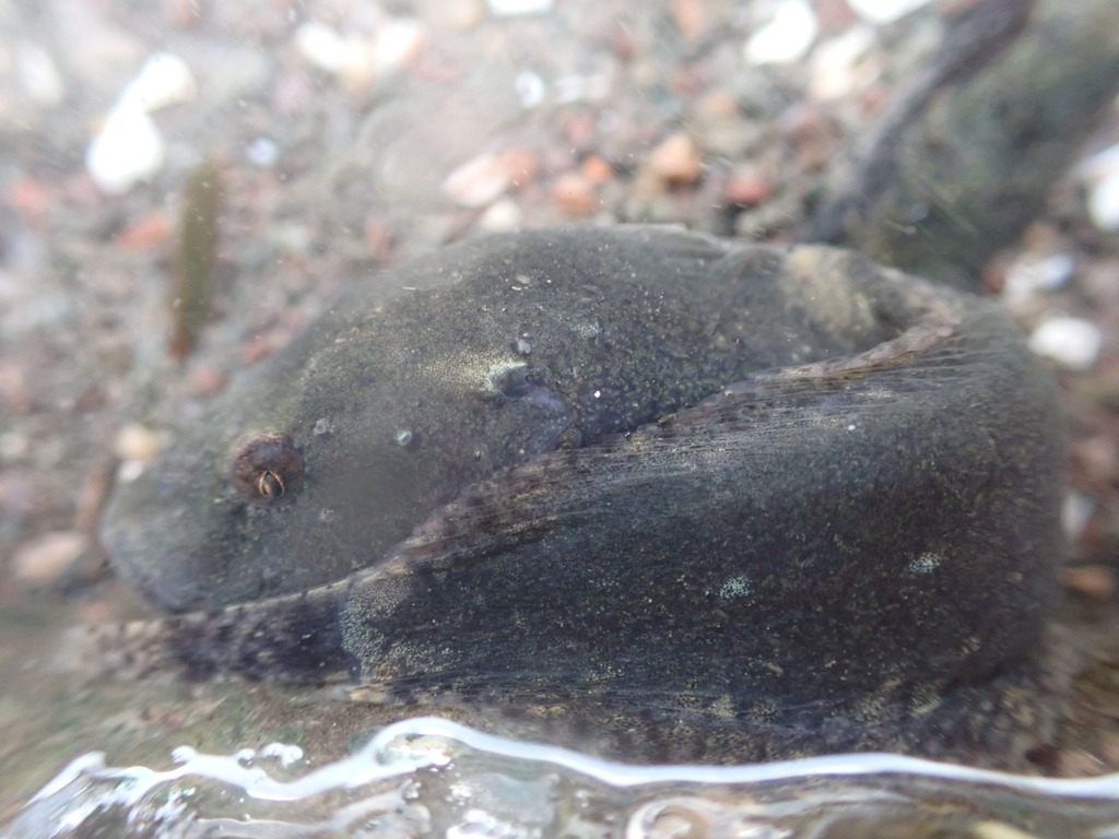 Atlantic Seasnail