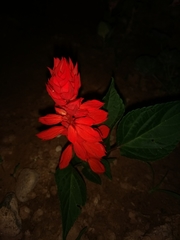 Salvia splendens