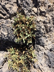 Penstemon petiolatus