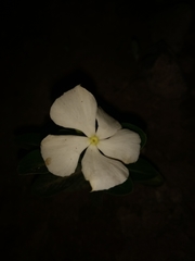 Catharanthus roseus