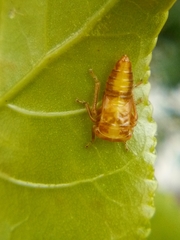 Rhytidodus decimusquartus